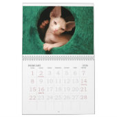 Sphynx Cats Wall Agenda | GoSphynx.com Kalender (Feb 2026)
