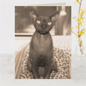 Sphynx Devon Rex kat grote sepia foto Kaart (Gele Bloem)
