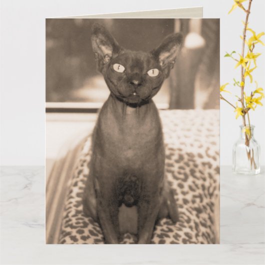 Sphynx Devon Rex kat grote sepia foto Kaart (Gele Bloem)