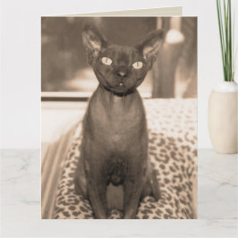 Sphynx Devon Rex kat grote sepia foto Kaart