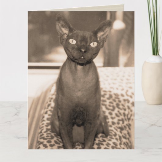 Sphynx Devon Rex kat grote sepia foto Kaart (Voorkant)