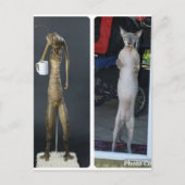 Sphynx Gekke - Gibs vergeleken met MiB alien Brief Briefkaart (Voorkant)