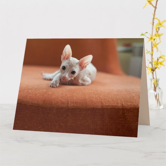 SPHYNX HAIRLESS CAT BIRTHDAY-WENSKAARTEN KAART (Gele Bloem)