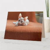 SPHYNX HAIRLESS CAT BIRTHDAY-WENSKAARTEN KAART (Voorkant)