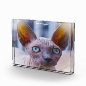 Sphynx Kat Fotoblokken (Rechts)