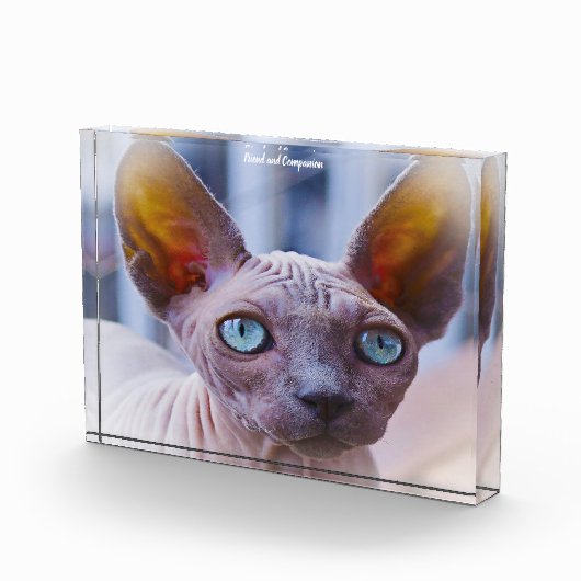 Sphynx Kat Fotoblokken (Rechts)