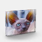 Sphynx Kat Fotoblokken (Links)