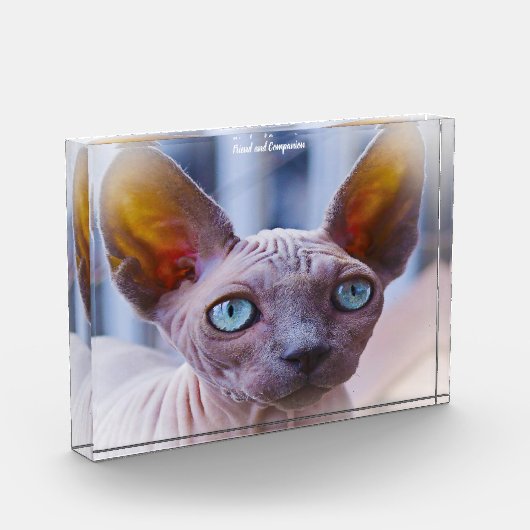 Sphynx Kat Fotoblokken (Links)