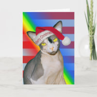 Sphynx Kat Ninja Sinterklaas Kerst Regenboog