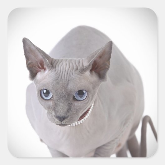 Sphynx-kat Vierkante Sticker (Voorkant)