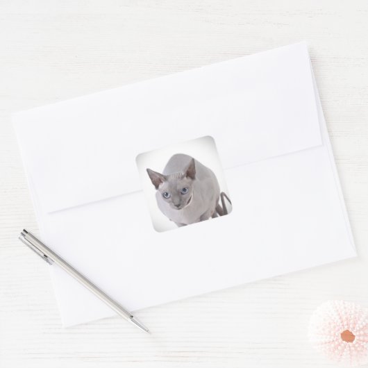 Sphynx-kat Vierkante Sticker (Envelop)