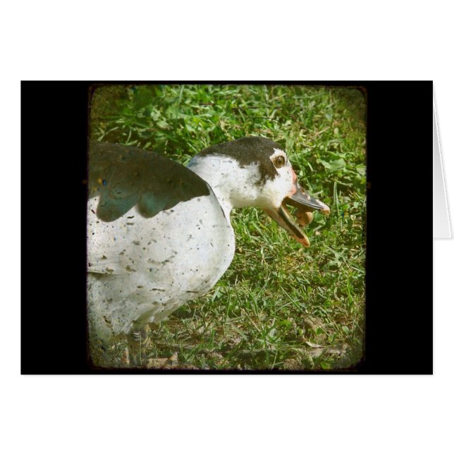 Spice eet een eikel (Voorkant Horizontaal)