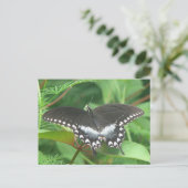 Spicebush Briefkaart (Staand voorkant)