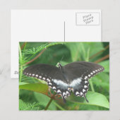 Spicebush Briefkaart (Voorkant / Achterkant)