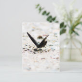 Spicebush butterfly briefkaart (Staand voorkant)