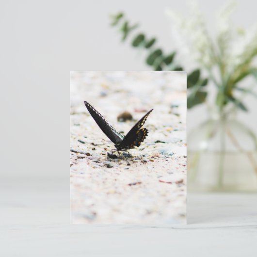 Spicebush butterfly briefkaart (Staand voorkant)