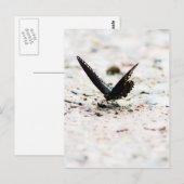 Spicebush butterfly briefkaart (Voorkant / Achterkant)