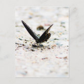 Spicebush butterfly briefkaart (Voorkant)