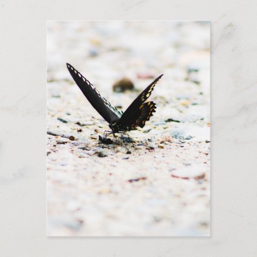 Spicebush butterfly briefkaart (Voorkant)