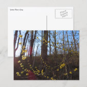 Spicebush Flowers in het voorjaar Briefkaart (Voorkant / Achterkant)