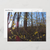 Spicebush Flowers in het voorjaar Briefkaart (Voorkant / Achterkant)