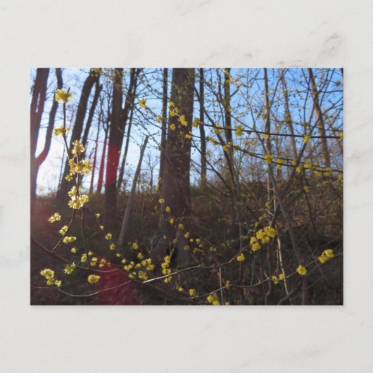 Spicebush Flowers in het voorjaar Briefkaart (Voorkant)