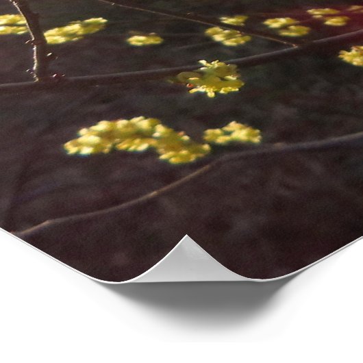 Spicebush Flowers in het voorjaar Poster (Hoek)