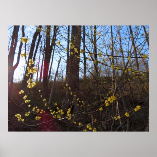 Spicebush Flowers in het voorjaar Poster (Voorkant)