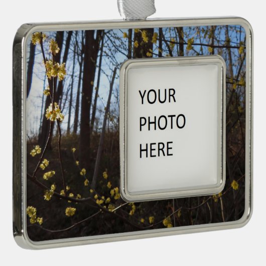 Spicebush Flowers in het voorjaar Verzilverd Omlijst Ornament (Rechts)