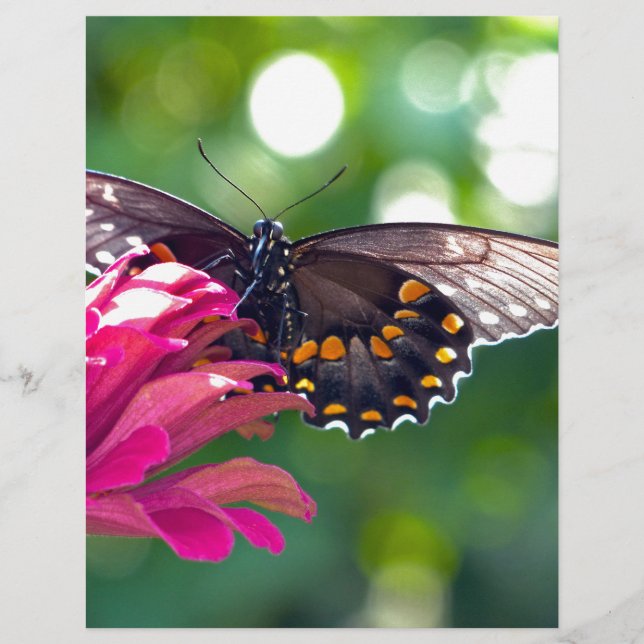 Spicebush Swallowtail (Voorkant)