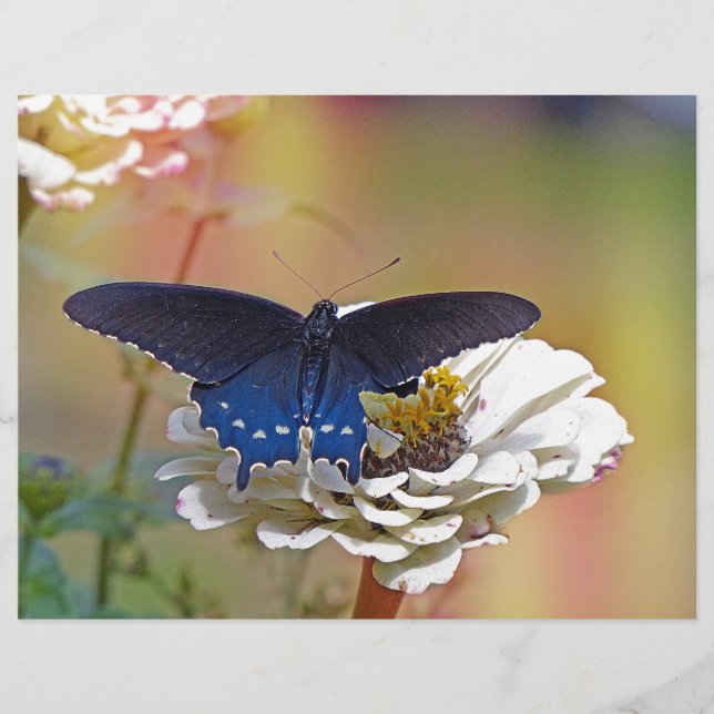 Spicebush Swallowtail (Voorkant)