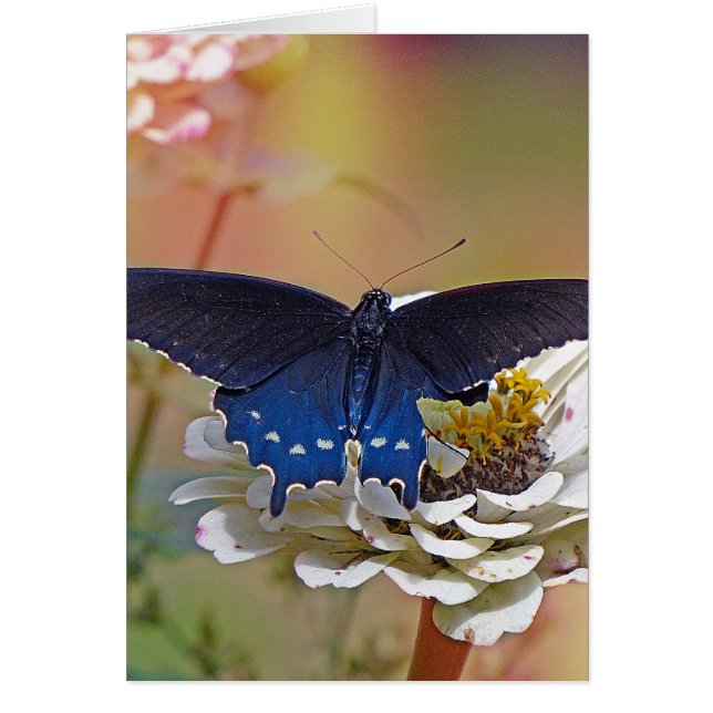 Spicebush Swallowtail (Voorkant)