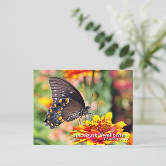Spicebush Swallowtail Briefkaart (Staand voorkant)