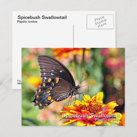 Spicebush Swallowtail Briefkaart (Voorkant / Achterkant)