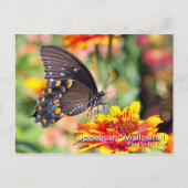 Spicebush Swallowtail Briefkaart (Voorkant)
