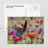 Spicebush Swallowtail Briefkaart (Voorkant / Achterkant)