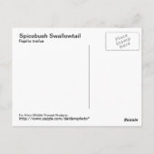 Spicebush Swallowtail Briefkaart (Achterkant)