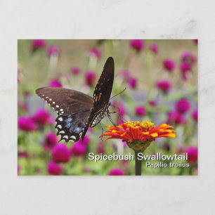 Spicebush Swallowtail Briefkaart