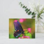 Spicebush Swallowtail Butterfly Briefkaart (Staand voorkant)