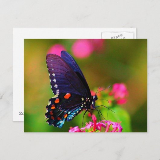 Spicebush Swallowtail Butterfly Briefkaart (Voorkant / Achterkant)