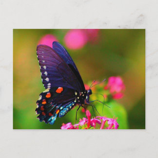 Spicebush Swallowtail Butterfly Briefkaart