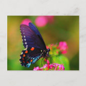 Spicebush Swallowtail Butterfly Briefkaart (Voorkant)