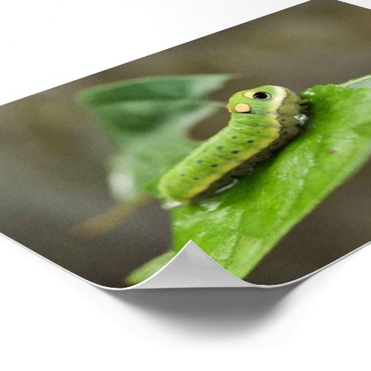 Spicebush Swallowtail butterfly larve Poster (Hoek)