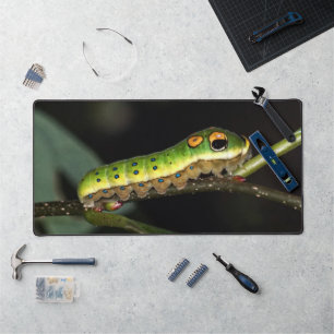 Spicebush Swallowtail Caterpillar Bureaumat
