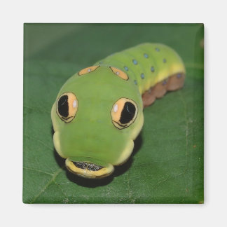 Spicebush Swallowtail Caterpillar Magneet