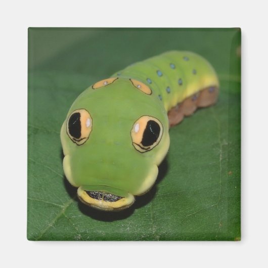 Spicebush Swallowtail Caterpillar Magneet (Voorkant)