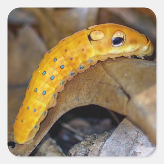Spicebush Swallowtail Caterpillar Vierkante Sticke Sticker (Voorkant)