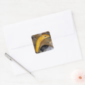 Spicebush Swallowtail Caterpillar Vierkante Sticke Sticker (Envelop)