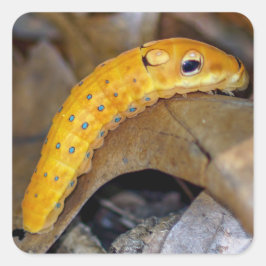 Spicebush Swallowtail Caterpillar Vierkante Sticke Sticker