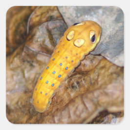 Spicebush Swallowtail Caterpillar Vierkante Sticke Sticker